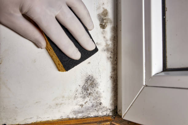 Best Mold Removal for HVAC Installations  in Coushatta, LA